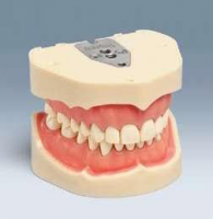 ANA-4 Nový Frasaco model horní a dolní čelisti, 28 zubů, vyjímatelná gingiva