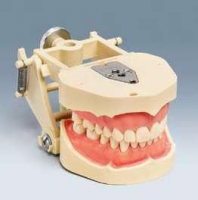 ANKA-4 V DAV Nový Frasaco model čelistí s artikulátorem, gingiva s viditelnější konturou, nacvakávací zuby