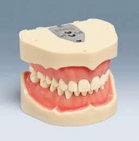 ANKA-4 Nový Frasaco model čelistí, nacvakávací zuby
