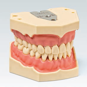 AG-3 Dentální model Frasaco - horní a dolní čelist s vyjímatelnou gingivou