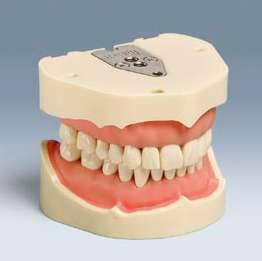 ANKA-4 V Nový Frasaco model čelistí, nacvakávací zuby,viditelné kontury dásní