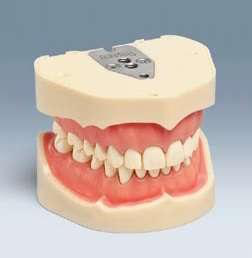 ANA-4 Nový Frasaco model horní a dolní čelisti, 28 zubů, vyjímatelná gingiva